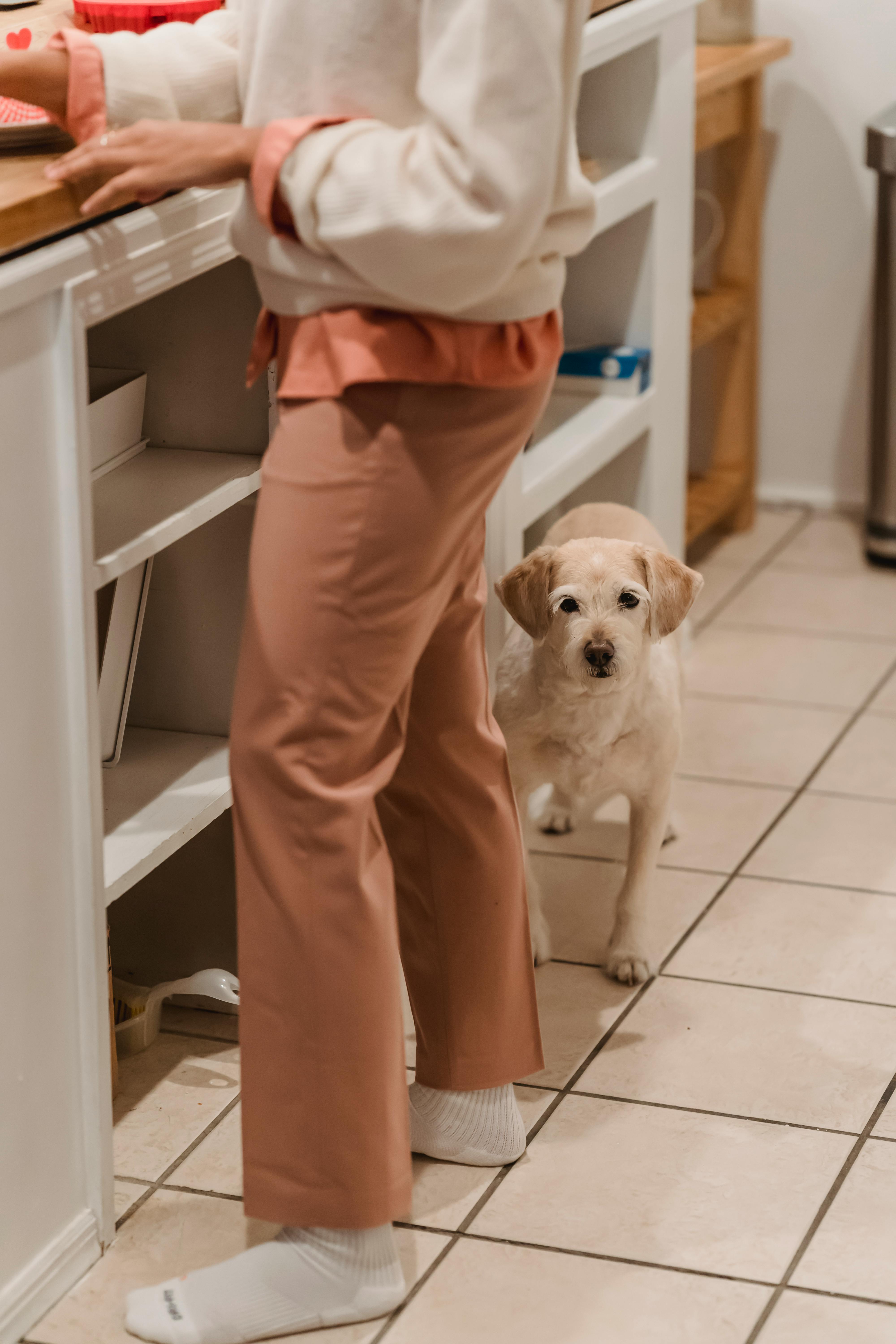 Small dog standing beside person preparing food in a home kitchen environment